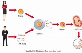 Khả Năng Sinh Sản Tiếng Anh Là Gì